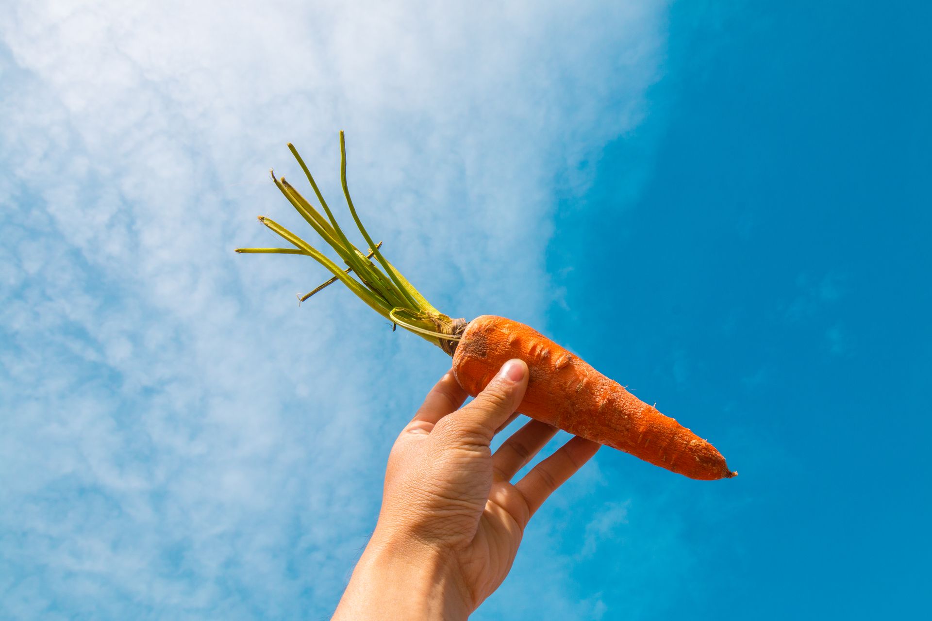 Carrots, Sticks, or Sermons: Countries’ policies for Youth Employability?